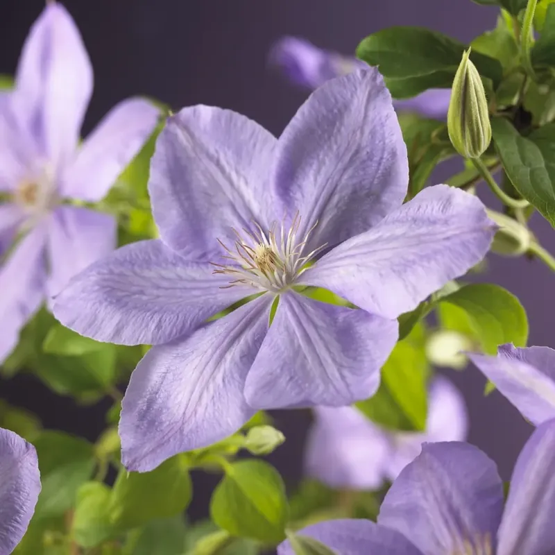 Actie loopt bijna af | Clematis ‘Mrs Cholmondeley‘ online bestellen bij Directplant