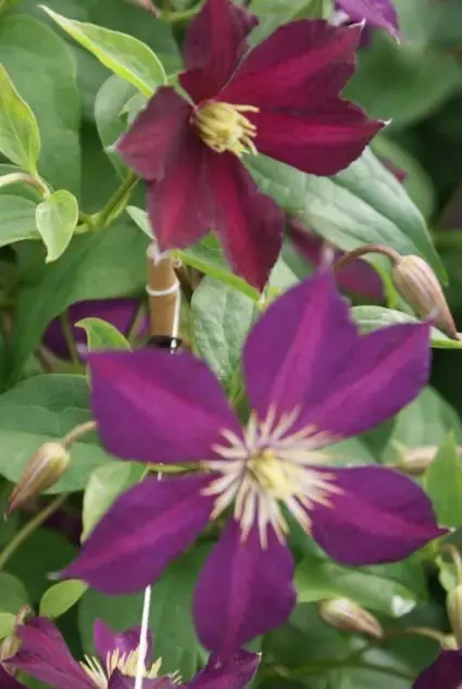 Clematis ‘Mikelite‘ online bestellen bij Directplant - Favoriet van klanten