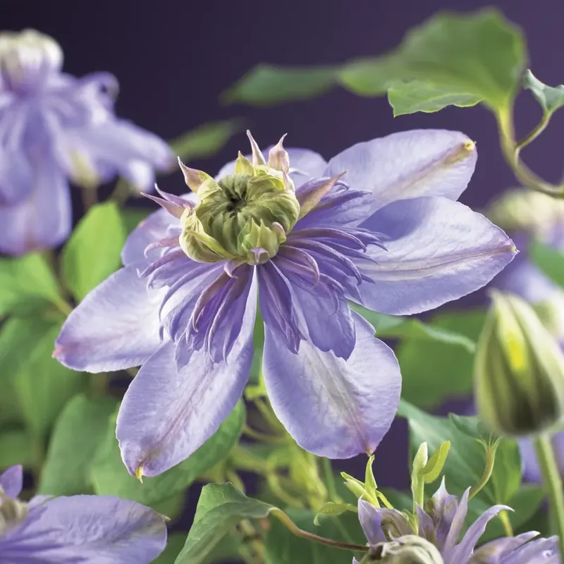 Clematis ‘Blue light R‘ bestellen online bij Directplant | Slechts tijdelijk