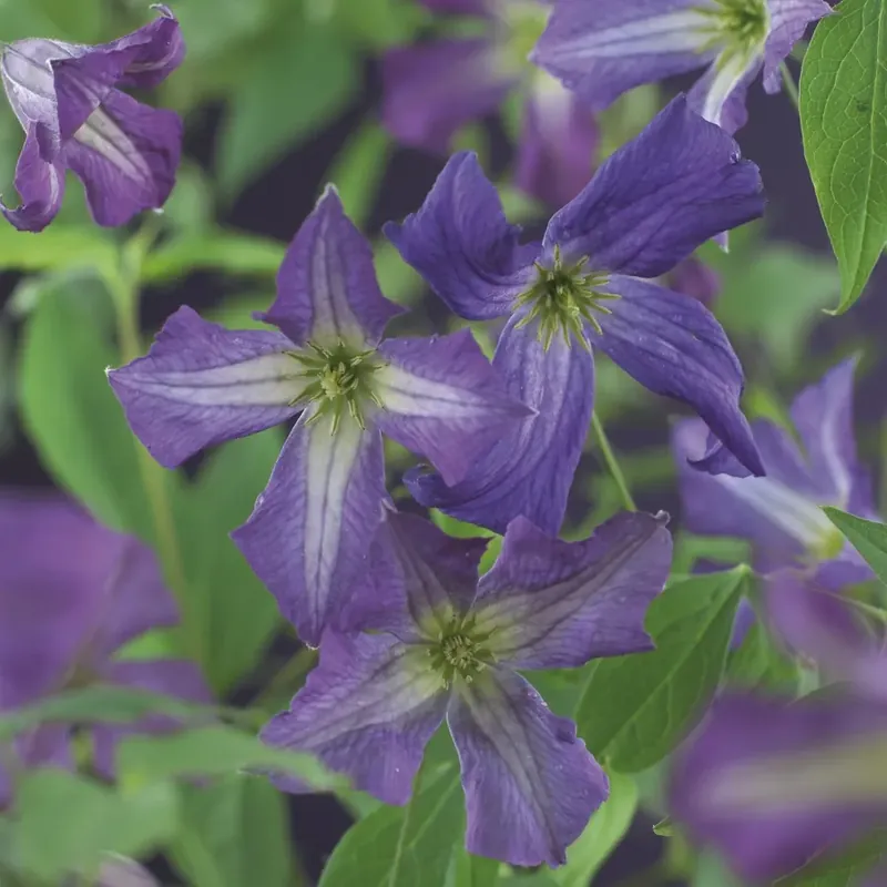 Bespaar meer | Clematis ‘Viticella‘ bestellen online bij Directplant