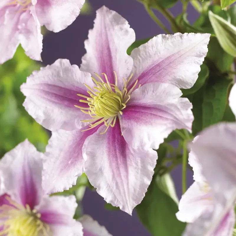 Nieuw product - Clematis ‘Piilu‘ online bestellen en kopen