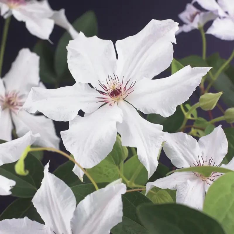 Clematis ‘Snow Queen‘ bestellen bij Directplant | Speciale aanbieding