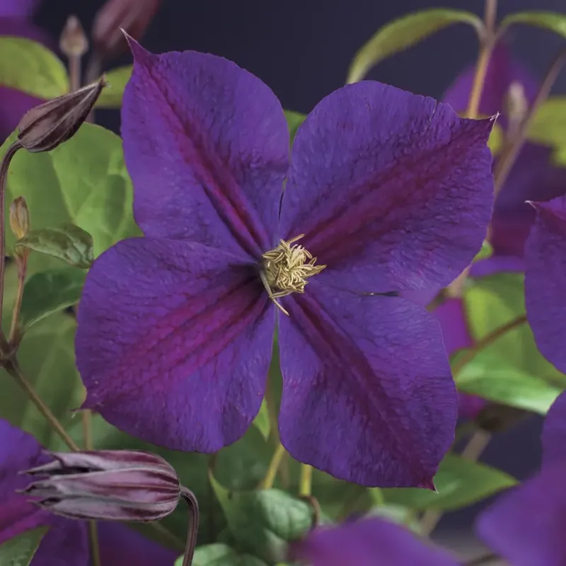 Bosrank (Clematis ‘Star of India‘) - Veilig winkelen