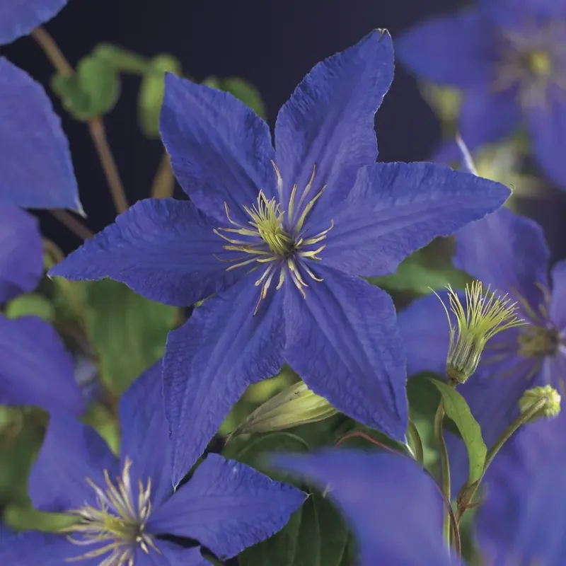 Bosrank (Clematis ‘Rhapsody‘) | Topprijs