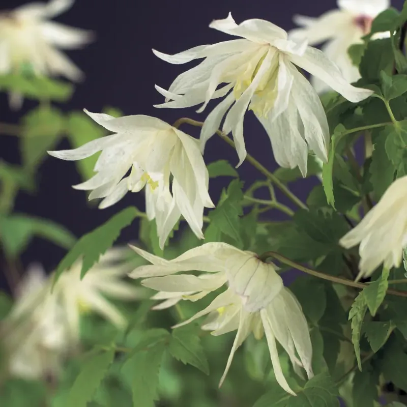 Bosrank (Clematis alpina ‘Albina Plena‘) | Koop vandaag