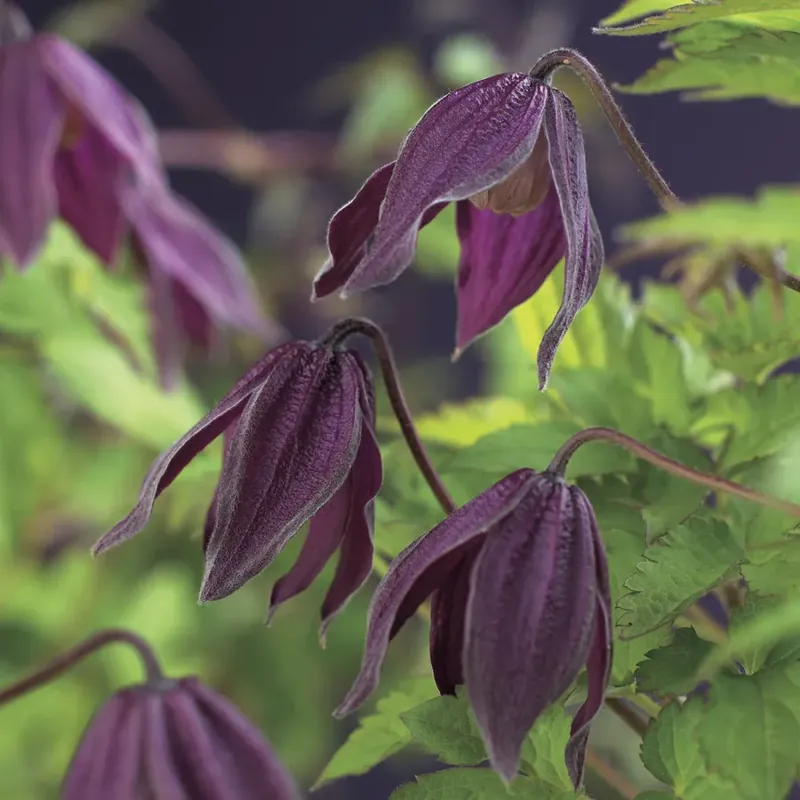 Bosrank (Clematis alpina ‘Brunette‘) - Veilige betaling