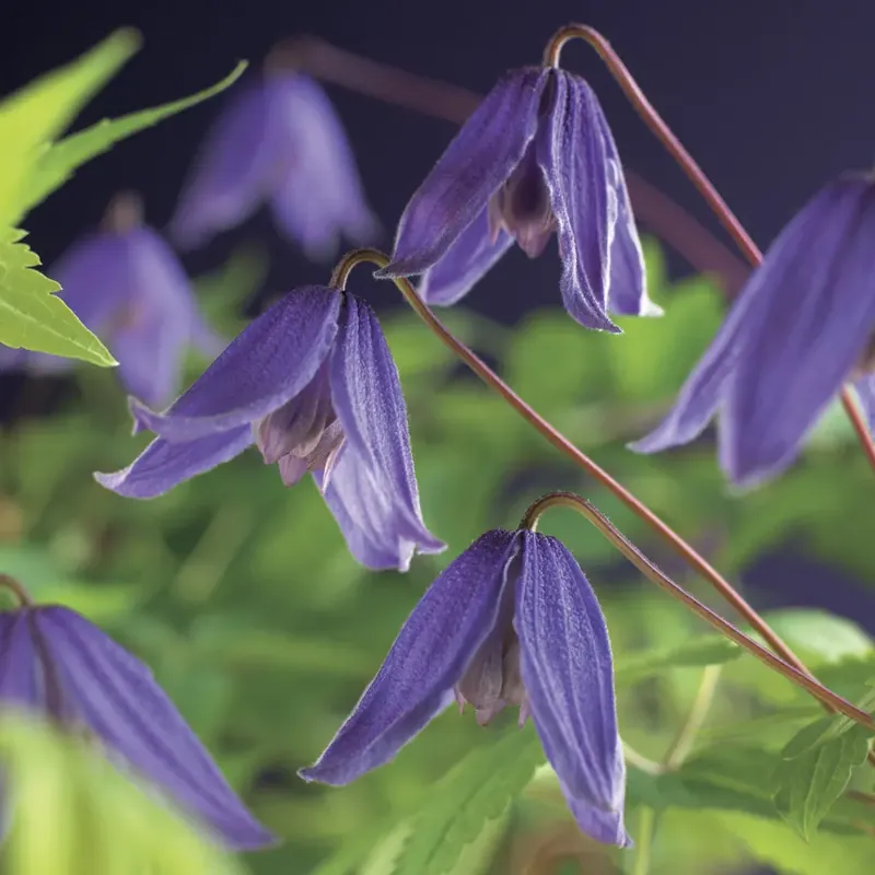Prijsverlaging | Bosrank (Clematis alpina ‘Helsingborg‘)
