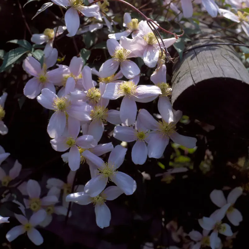 Verlaagde prijs - Bosrank (Clematis montana ‘Elizabeth‘)