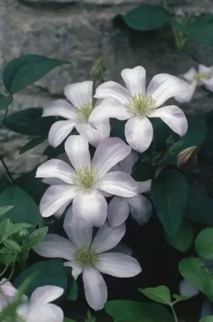 Clematis ‘Huldine‘ online bestellen bij Directplant | Hoge kwaliteit