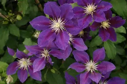Clematis ‘The Vagabond‘ kopen bij Directplant | Voordelig