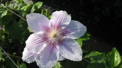 Aanbieding - Clematis ‘Bees Jubilee‘ bestellen online bij Directplant
