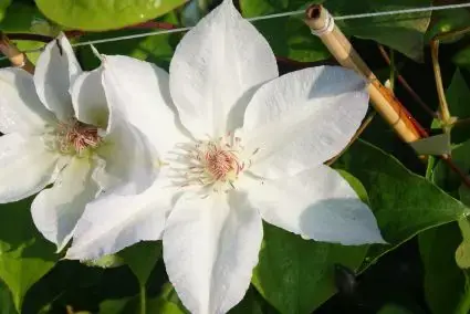 Clematis ‘Valge Daam‘ online bestellen bij Directplant | Veilige betaling