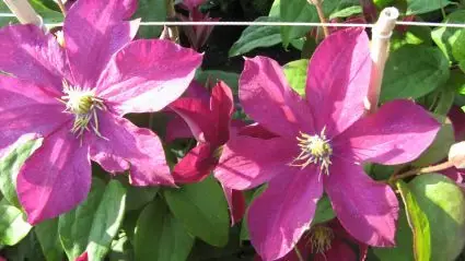 Clematis ‘Madame Edouard Andre‘ bestellen online bij Directplant - Scherp geprijsd