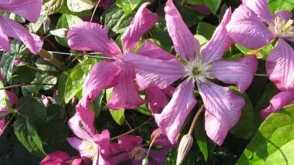 Clematis ‘Margot Koster‘ bestellen online bij Directplant | Tijdelijk aanbod