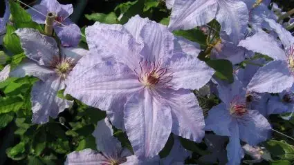 Alleen deze week - Clematis ´The First Lady´ bestellen online bij Directplant