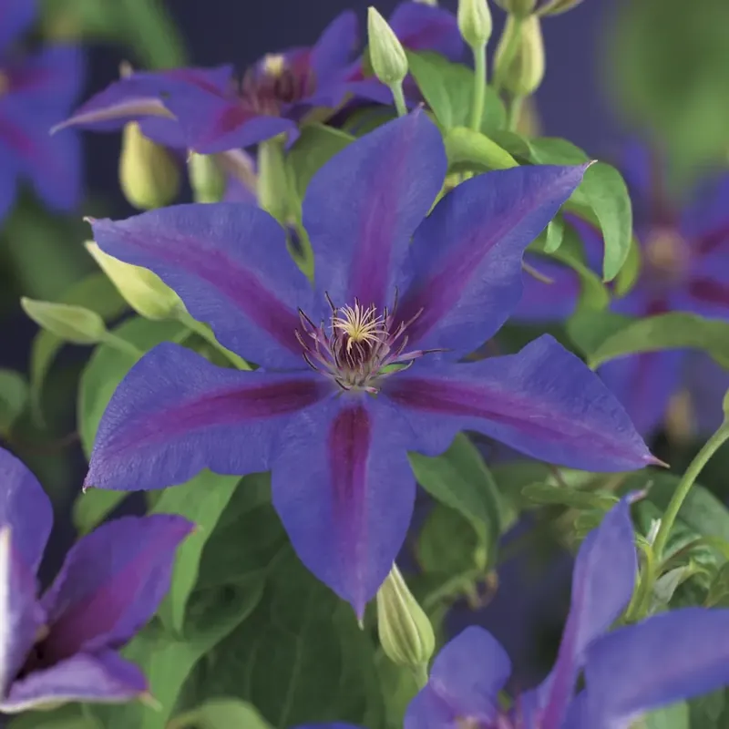 Clematis ‘Mrs N thompson‘ online bestellen bij Directplant - Topkwaliteit