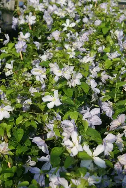 Opruiming - Clematis ‘Dutch sky‘ bestellen online bij Directplant