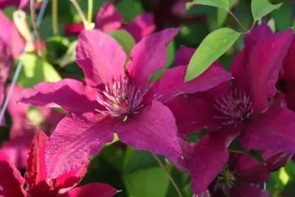 Bestelbaar - Clematis ‘Ruutel‘ online bestellen bij Directplant
