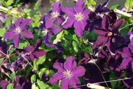 Online kopen | Clematis ‘Rasputin‘ bestellen online bij Directplant