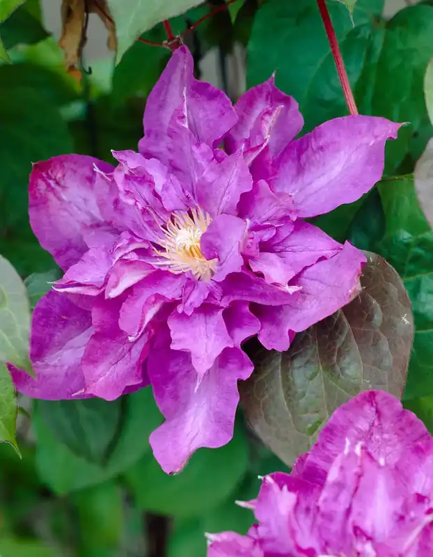 Clematis ‘Vyvyan Pennell‘ bestellen online bij Directplant | Voordeelprijs