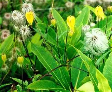 Klantfavoriet | Clematis tangutica bestellen op Directplant