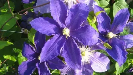 Clematis ‘Lasurstern‘ online bestellen bij Directplant - Prijs verlaagd