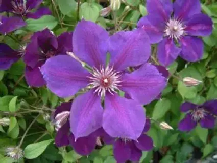 Clematis ‘Gipsy Queen‘ bestellen online bij Directplant | Aanbieding loopt bijna af