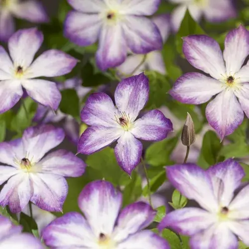 Bosrank (Clematis ‘Pernille’) - Direct leverbaar