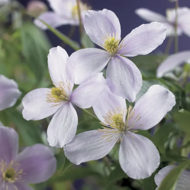 Erg populair - Bosrank (Clematis montana ‘Pink Perfection‘)