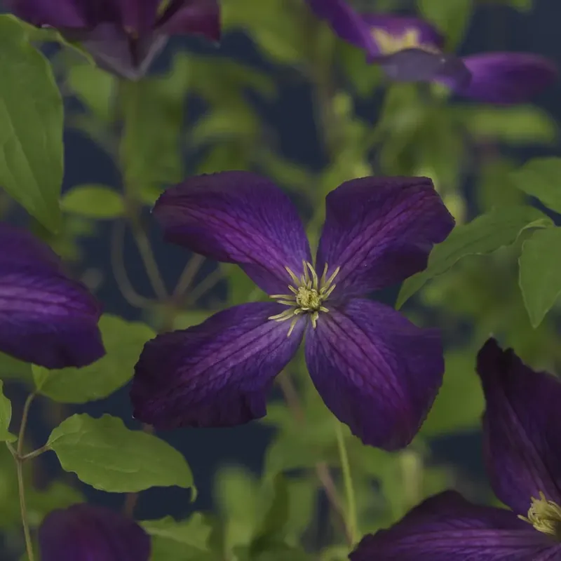 Bosrank (Clematis ‘Jackmanii Purpurea‘) | Bespaar meer