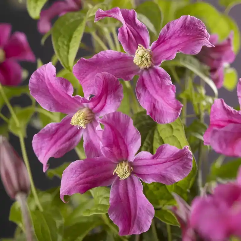Bosrank (Clematis ‘Inspiration‘) | Nu beschikbaar