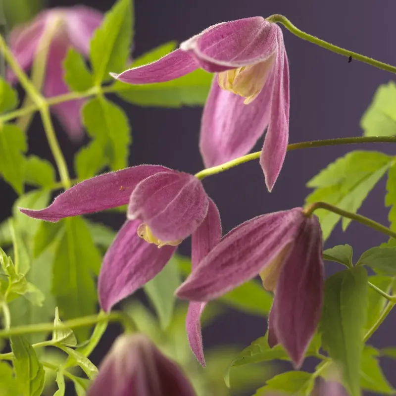 Topkwaliteit - Bosrank (Clematis alpina ‘Ruby‘)