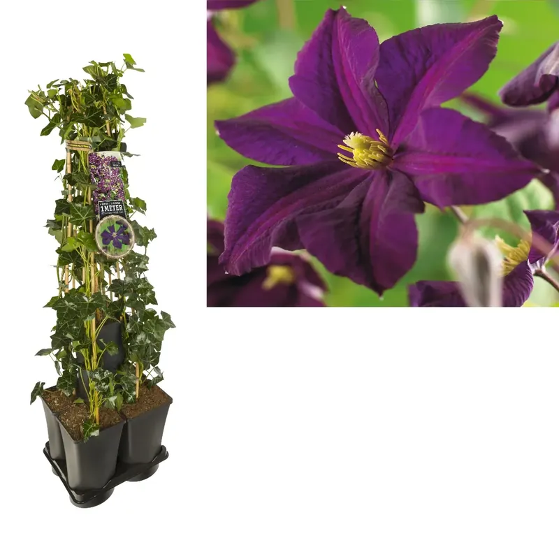 Hedera-Clematis mix haag (Romantika) | Mis het niet