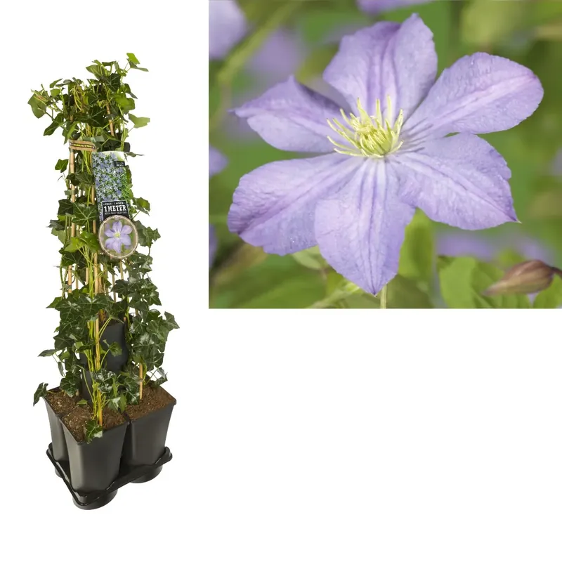 Hedera-Clematis mix haag (Prince Charles) - Nieuw in het assortiment