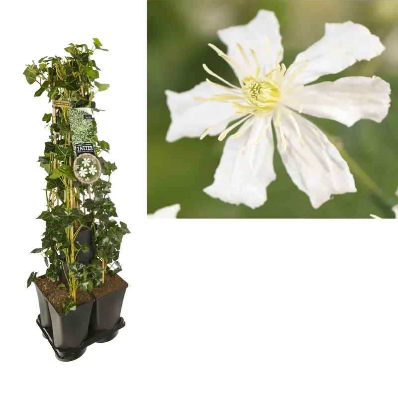 Nieuw - Hedera-Clematis mix haag (Paul Farges)