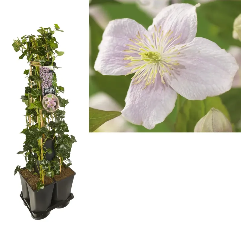 Hedera-Clematis mix haag (Mayleen) | Superprijs