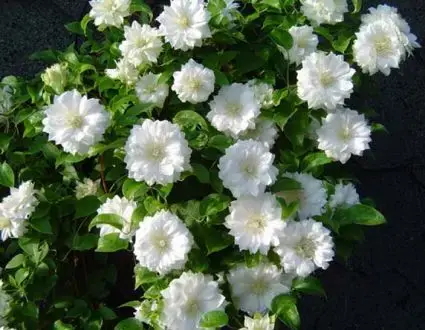 Topdeal - Clematis ‘Duchess of Edinburgh‘ online bestellen bij Directplant