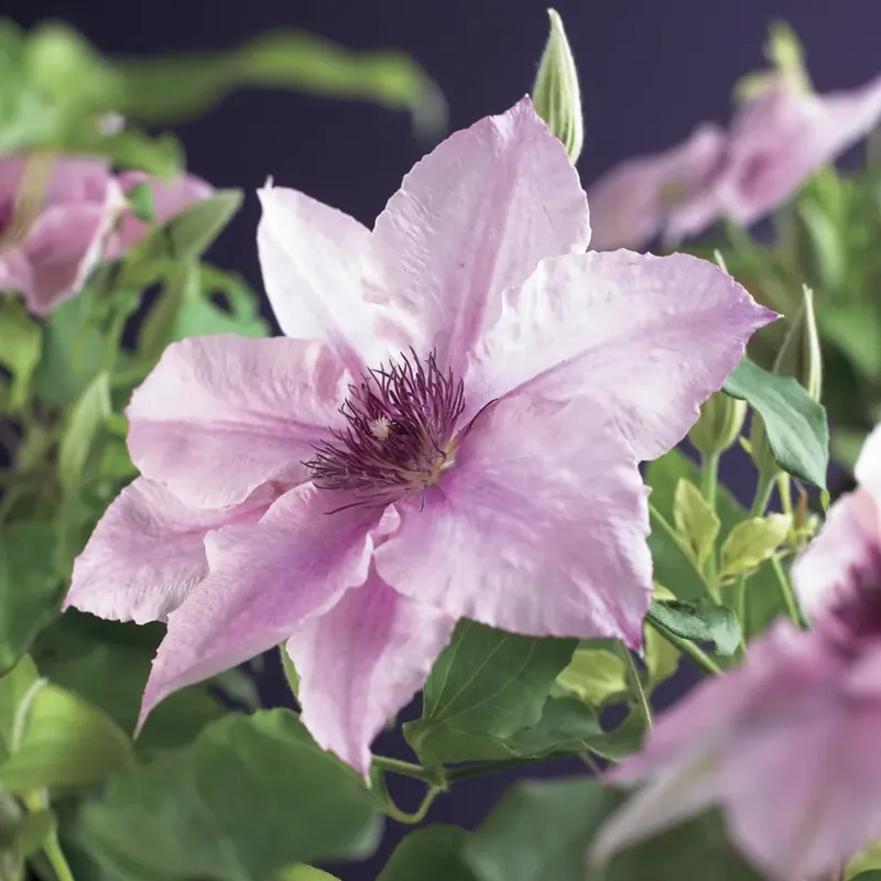 Shop nu | Clematis ‘Pink fantasy‘ bestellen online bij Directplant