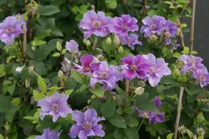 Nieuw in de shop - Clematis ‘Ashva‘ online bestellen bij Directplant