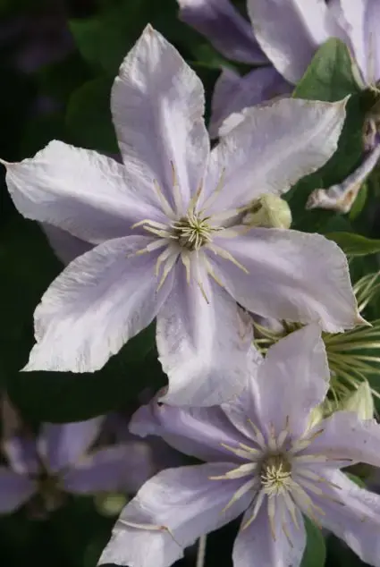 Nieuw binnengekomen - Clematis ‘Justa‘ online bestellen bij Directplant