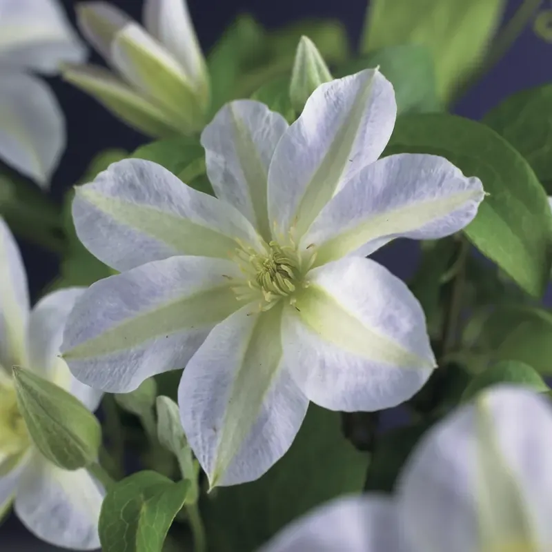 Tijdelijke actie | Clematis ‘Yukikomachi‘ online bestellen bij Directplant