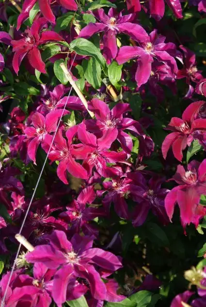 Hoge kwaliteit | Clematis ‘Huvi‘ bestellen en online kopen