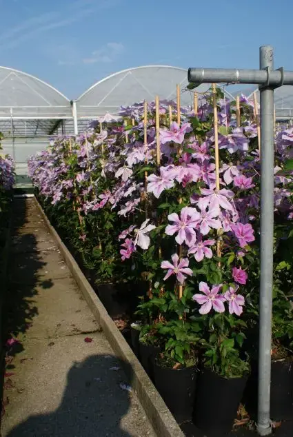 Clematis ‘Girenas‘ kopen en online bestellen | Direct bestellen