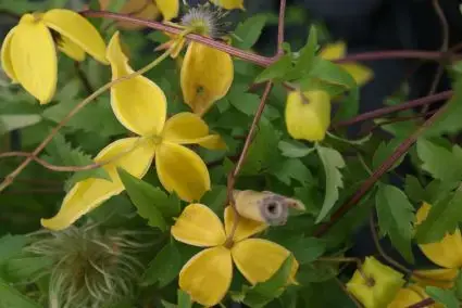 Clematis ‘Orange Peel‘ online kopen en bestellen bij Directplant - Op voorraad