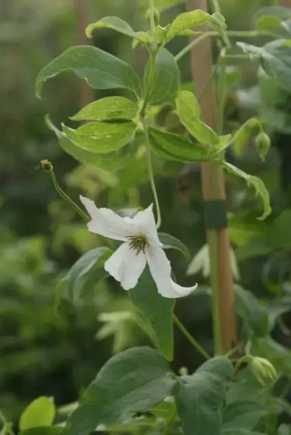 Outlet - Bosrank (Clematis ‘White Magic‘)