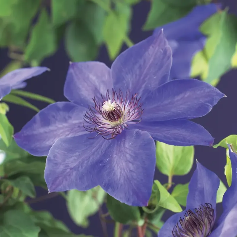Nieuw | Clematis ‘Xerxes‘ bestellen online bij Directplant