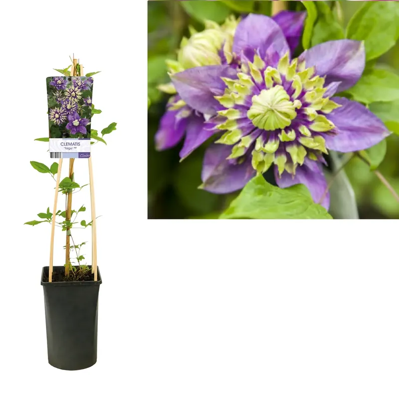 Bosrank (Clematis ‘Taiga’) | Klantfavoriet