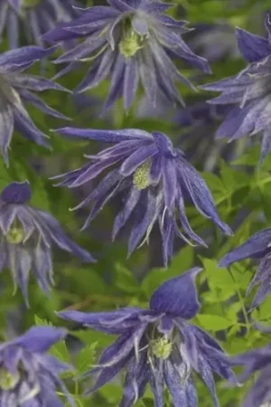 Zolang de voorraad strekt - Bosrank (Clematis ‘Spiky‘)