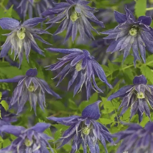 Zolang de voorraad strekt - Bosrank (Clematis ‘Spiky‘)