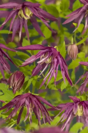 Actieprijs - Bosrank (Clematis ‘Octopus‘)